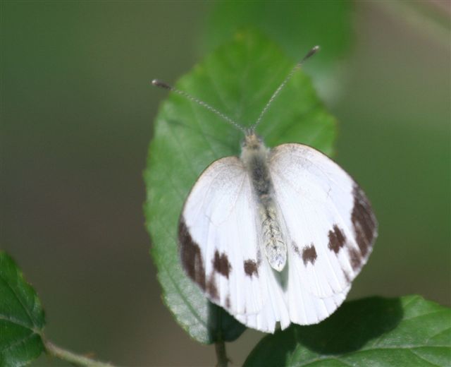 Pieris napi